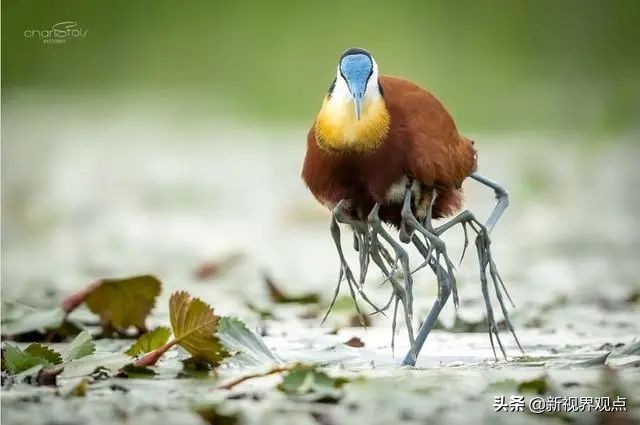 神奇的视觉错位图30张,神奇的错位照片