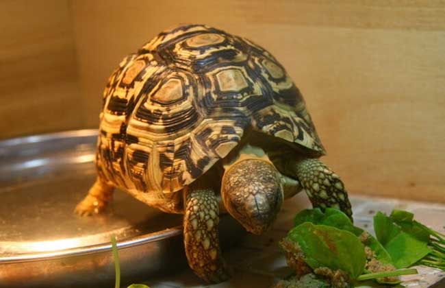 乌龟详细科普,常见乌龟的种类图画