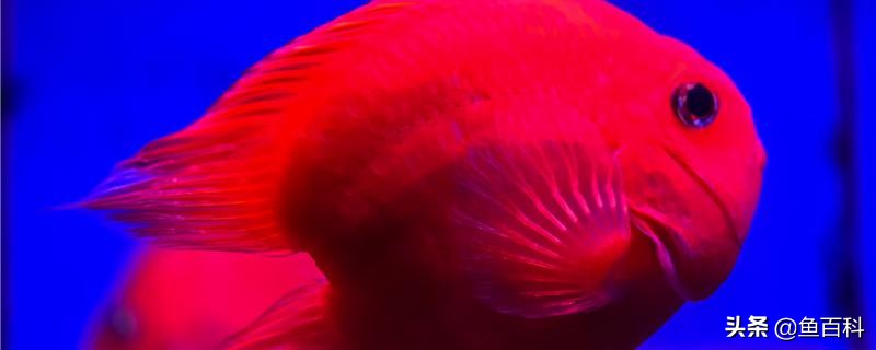 虎皮鱼鱼头朝下倒立怎么回事,血鹦鹉倒着游怎么回事