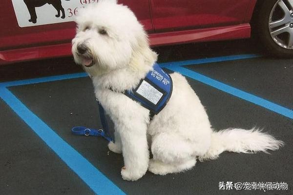 可以当导盲犬的有哪几种狗呢,哪些品种的狗狗成为导盲犬
