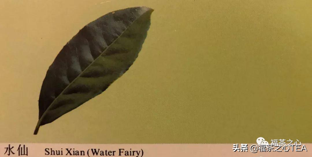 福建茶传说,福建水仙茶哪种最好