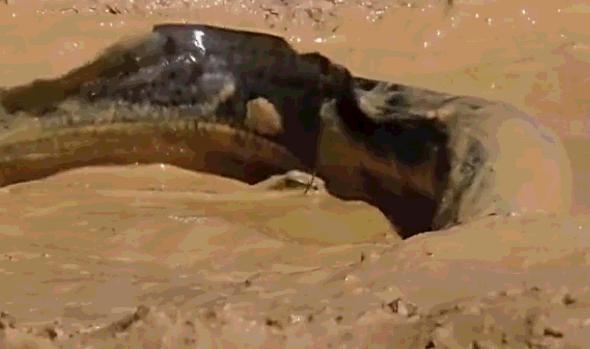 不吃不喝不拉不尿能活多久,鱼类不吃东西能活多久