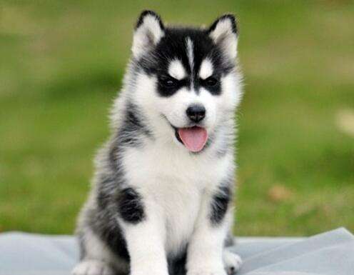 养狗新手入门必备知识,养狗知识大百科入门篇