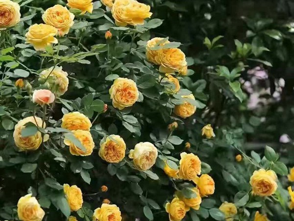 庭院小型藤本月季推荐,适合阴面阳台的3款藤本月季