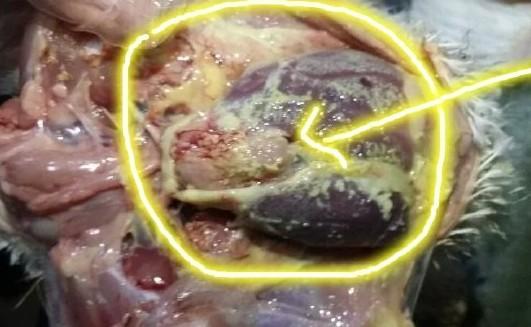 小鸡子生病怎么办,小公鸡支原体严重怎么办