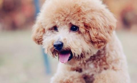 有必要给狗狗刷牙吗,如何给狗狗刷牙只需做好这4步