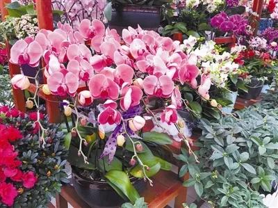 做家庭园艺能赚钱吗,园艺市场未来发展趋势