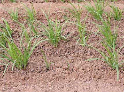 迟眼蕈蚊如何消灭,迟眼蕈蚊的发生与防治