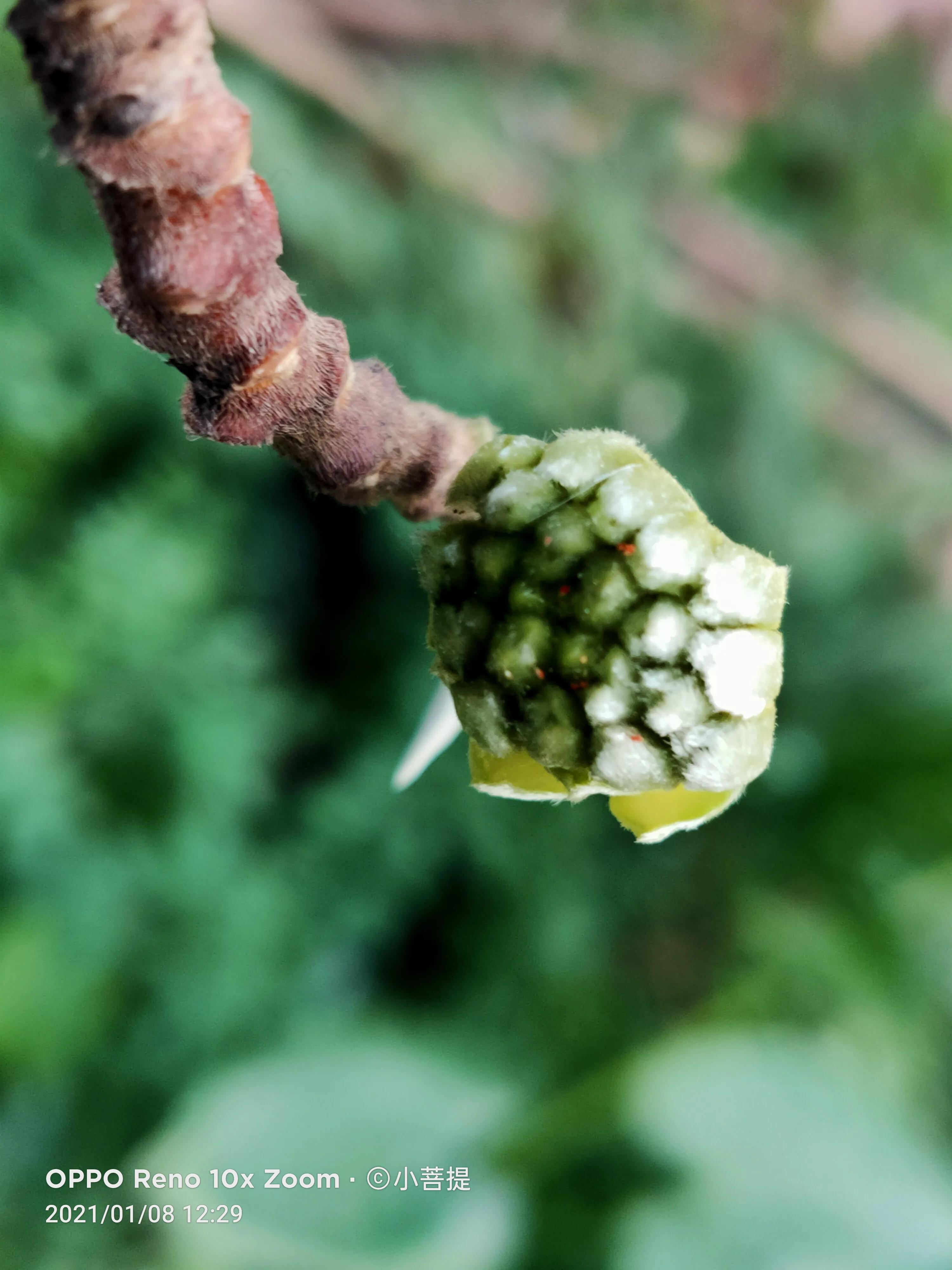 这就是爱情树,若在枝上打两个同向的结,就能得到甜蜜爱情和幸福