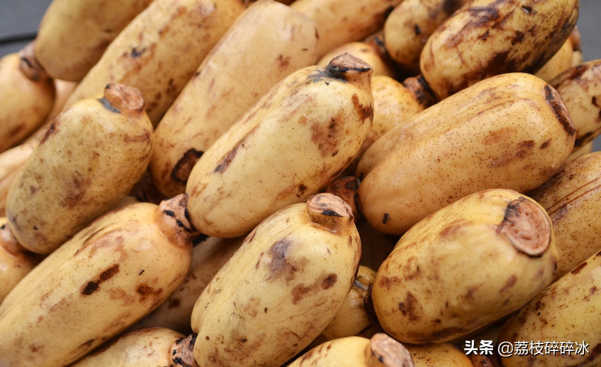 买莲藕怎么挑选莲藕会粉,买莲藕怎样的好吃