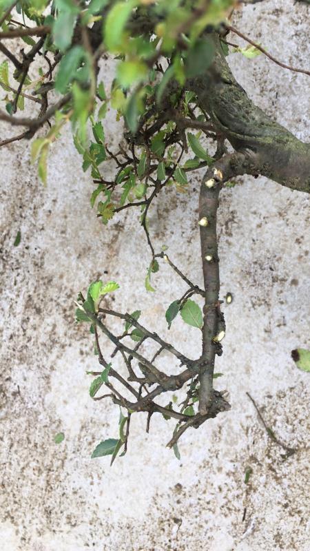 新手也能学会的修剪盆景技巧,枸杞盆景修剪技巧图解