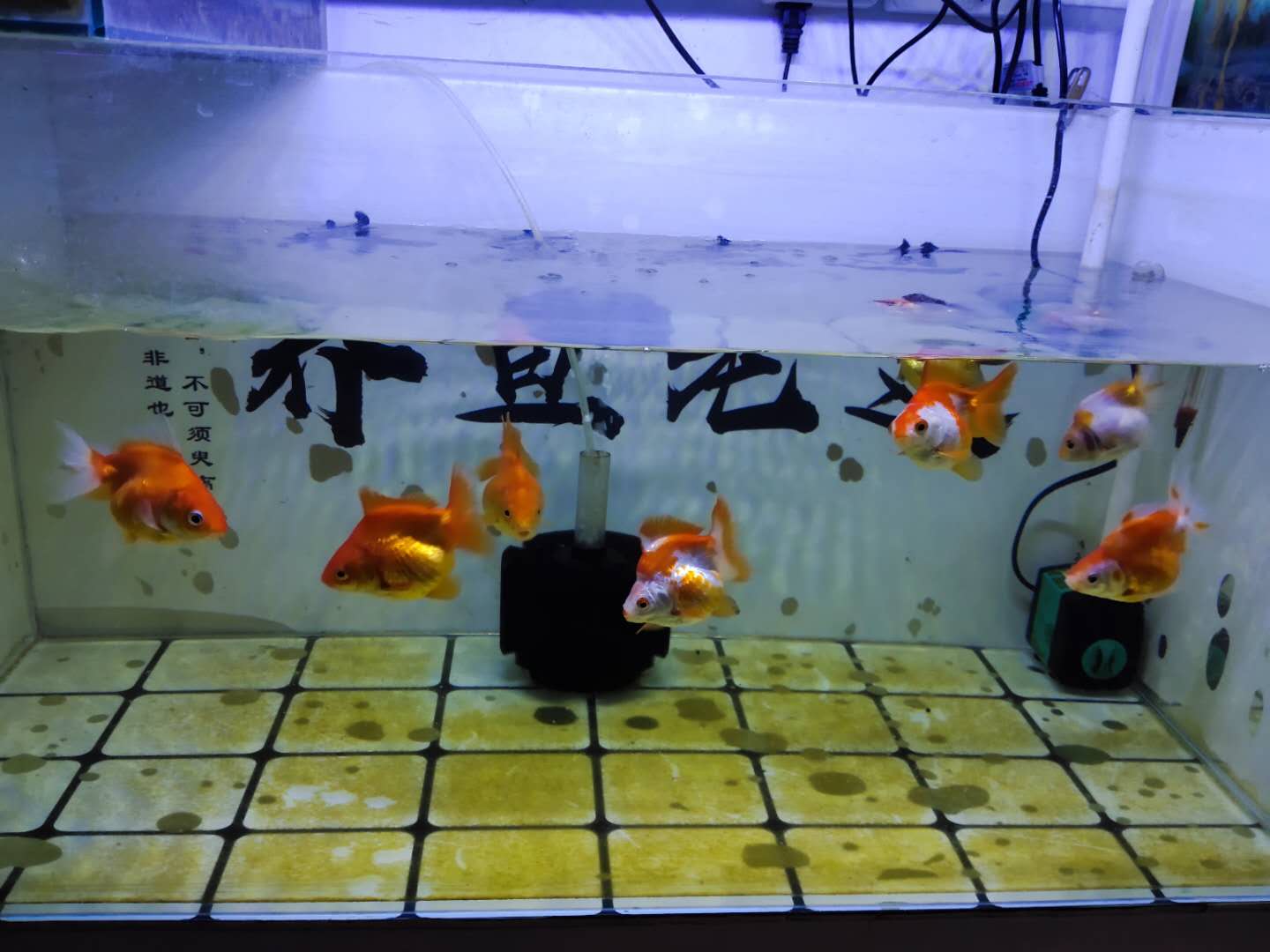 鱼缸起气泡最好的解决办法,鱼缸水发白雾蒙蒙的还有好多气泡