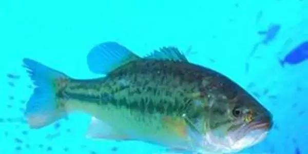 最有营养食物100种,全世界最有营养的食物