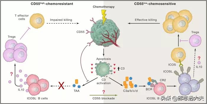 中国免疫学科学家,免疫学领域学者排名