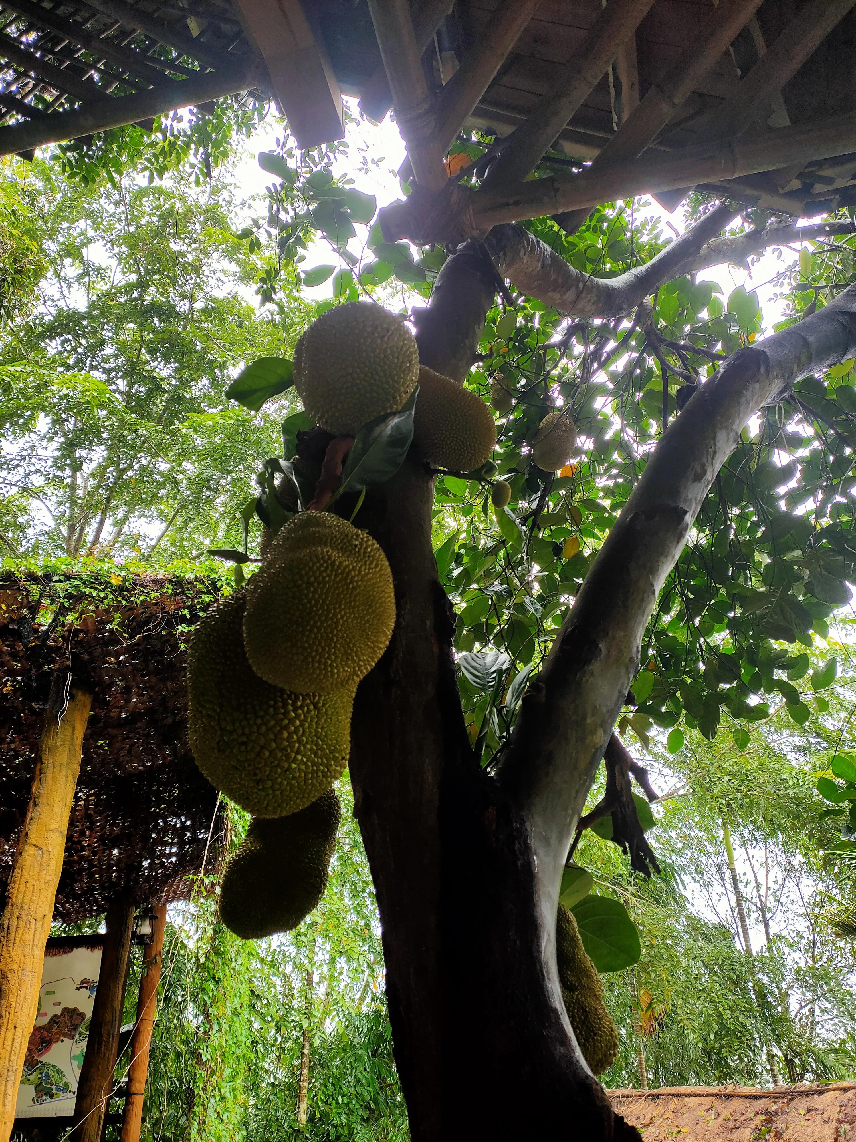 新大洲本田190r换后刹车总成,新大洲本田190r进藏可以吗