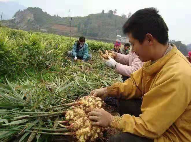 “百年”生姜致富梓潼百姓
