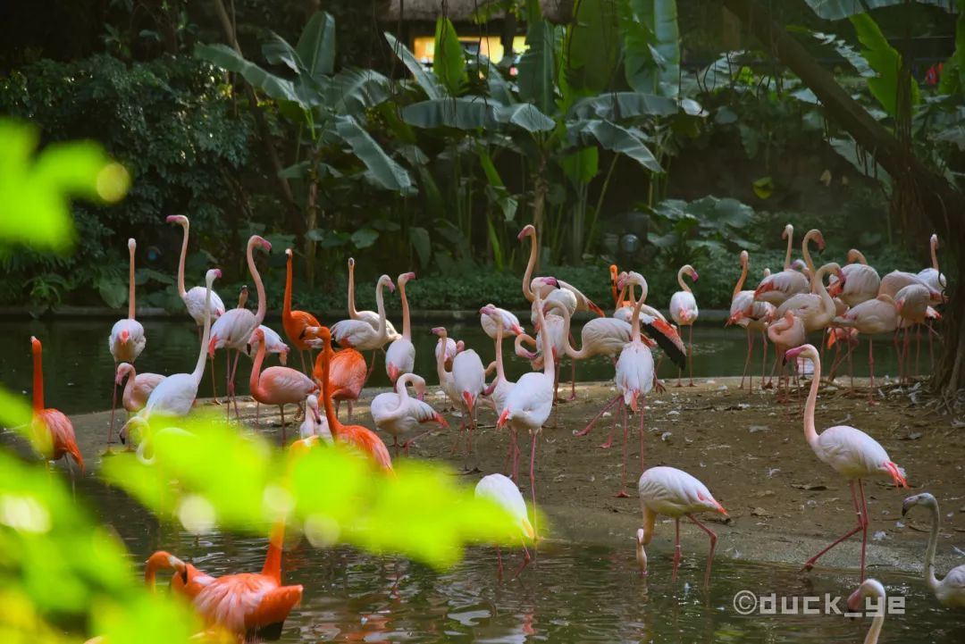 去广州长隆野生动物世界学到什么,5.1广州长隆野生动物攻略