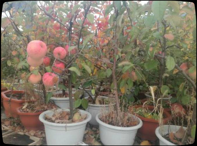 盆栽果树的管理方法,盆栽果树注意事项有哪些