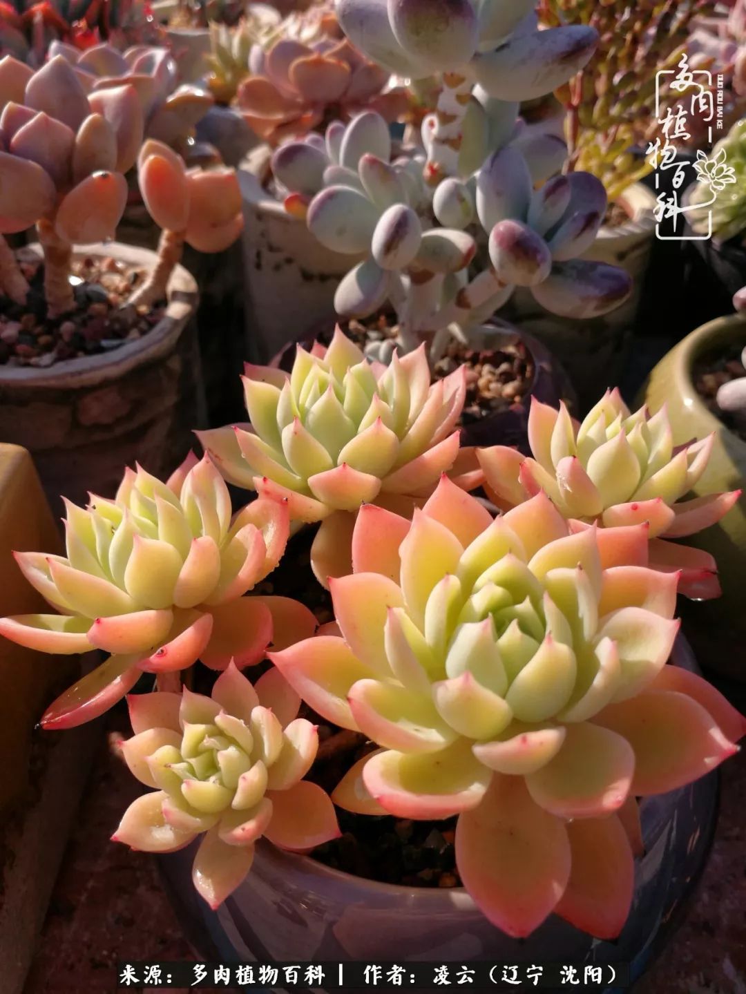 秋闲赏多肉，话育儿，亲生的自家娃，总有一刻让你怦然心动