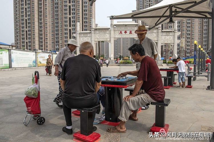 济南秋天的法国梧桐,济南一颗梧桐树