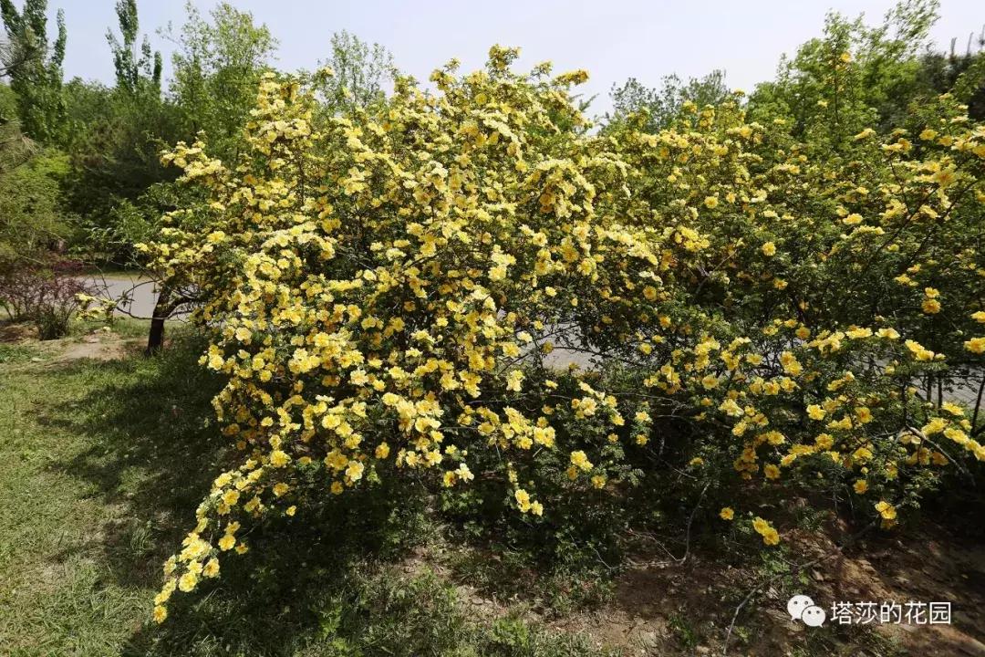 玫瑰和月季和蔷薇的区别图解,月季玫瑰蔷薇芍药牡丹的区别