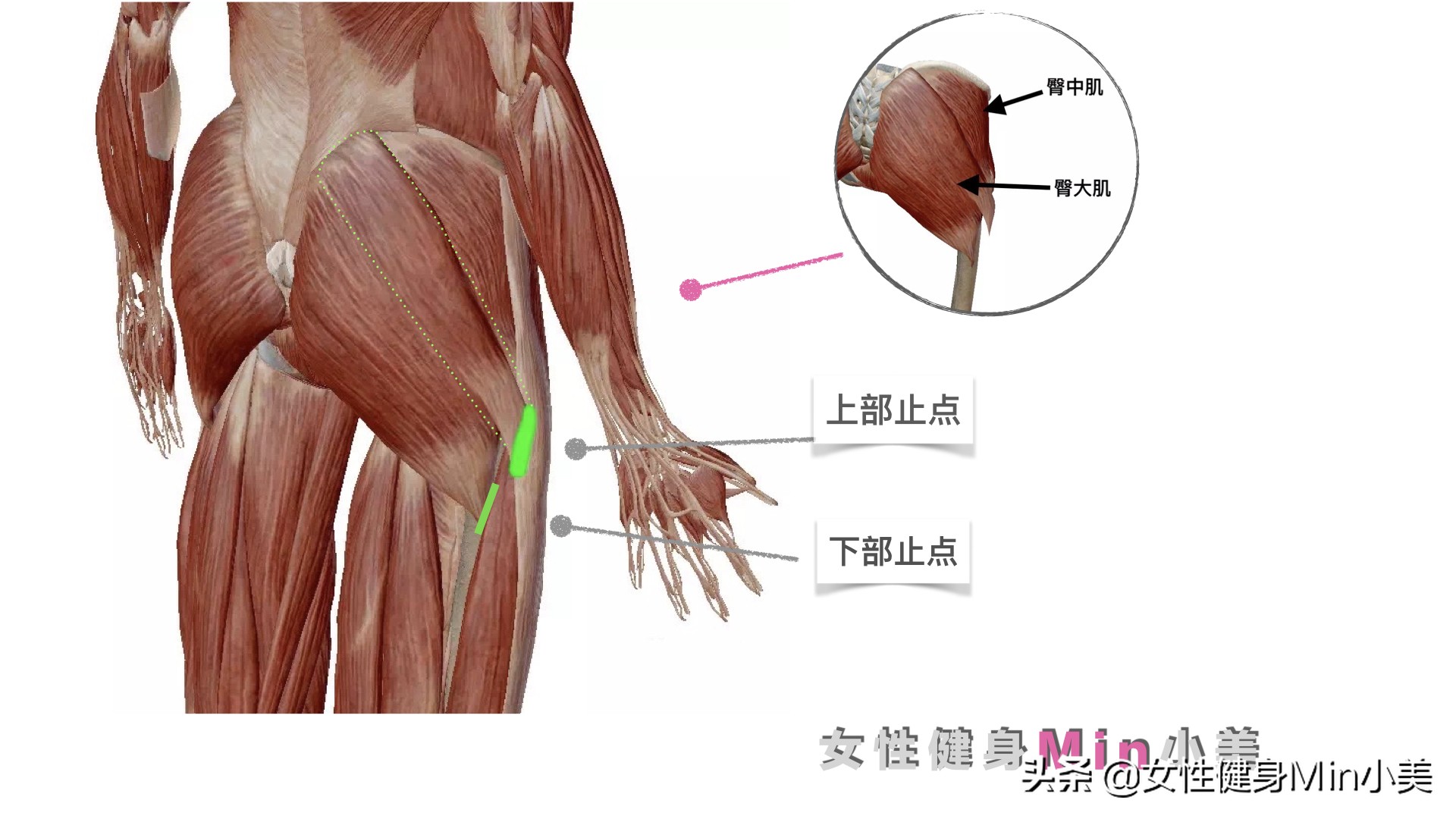 臀中肌变大是怎么回事,臀凹陷不能全是练臀中肌解决