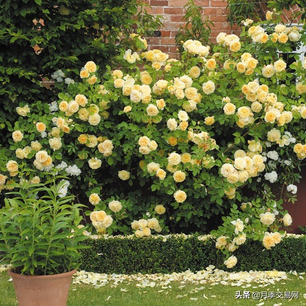 黄金庆典和果汁阳台月季哪个好,10种最经典的切花月季品种
