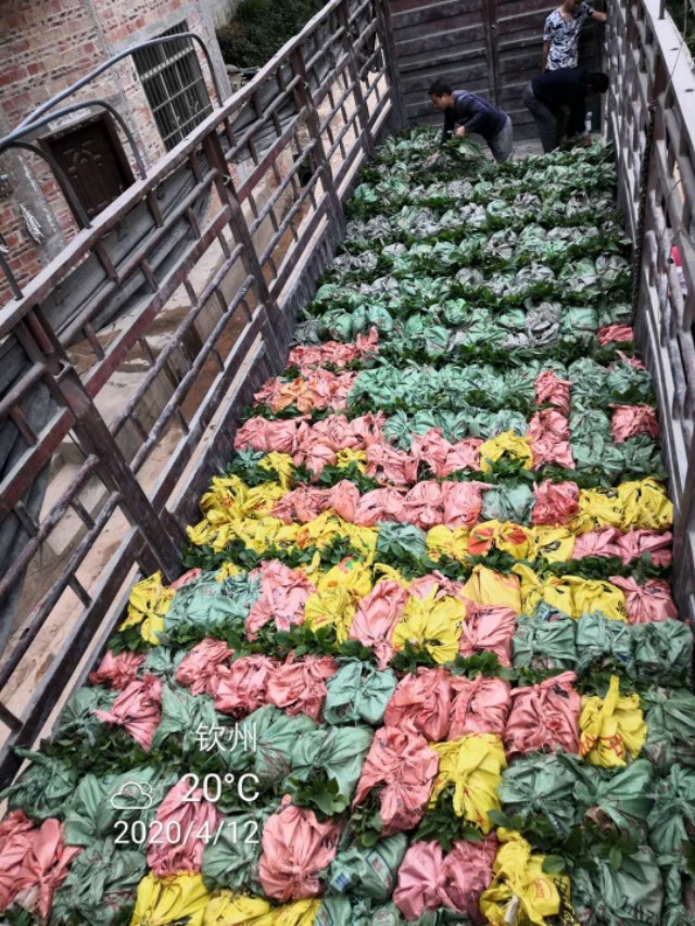 五指毛桃种苗繁殖方法,五指毛桃种苗