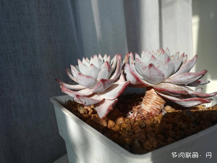 多肉长大了越来越好看,服盆期多肉变小