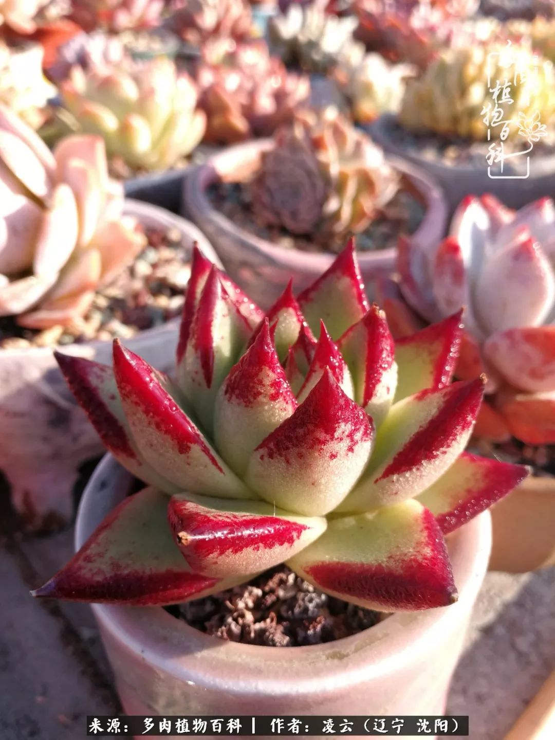 秋闲赏多肉,话育儿,亲生的自家娃,总有一刻让你怦然心动