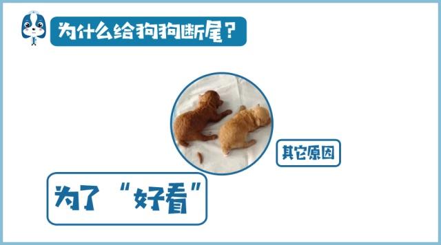 为什么有的狗狗没有尾巴,为啥狗狗没尾巴