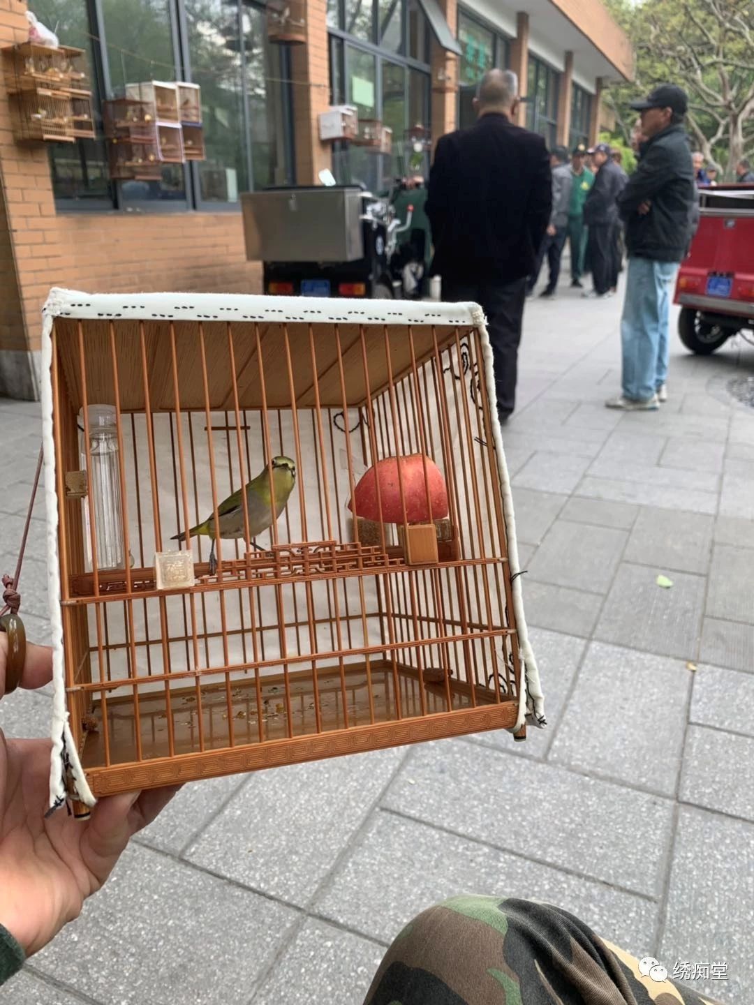 怎样和鸟交流沟通,与鸟沟通的话