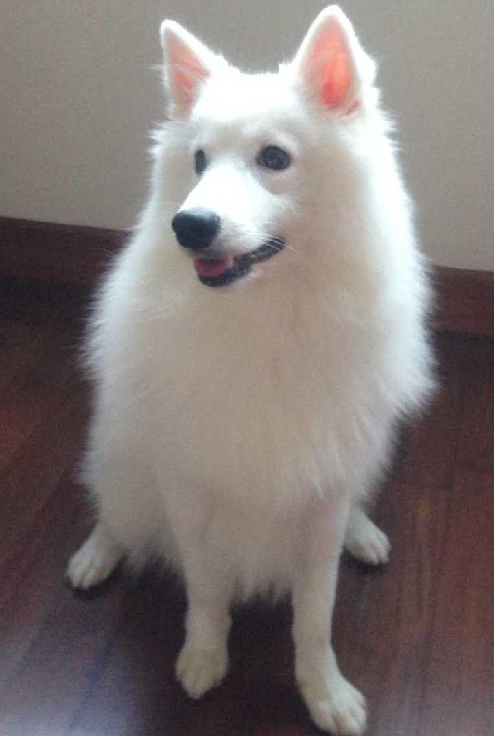 最聪明的十大狗狗品种介绍,史上最全的狗狗品种记得收藏