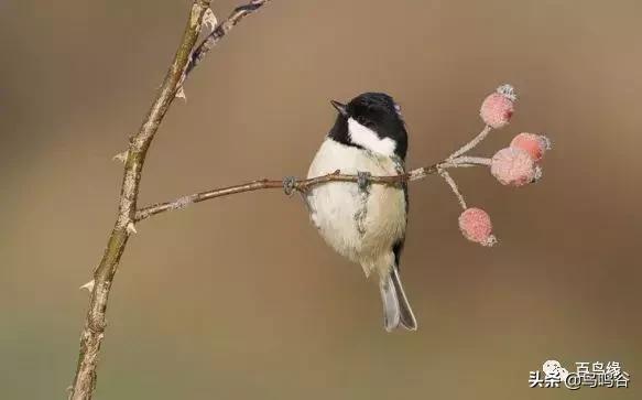 养贝灵顿心得,养贝灵顿的真实感受