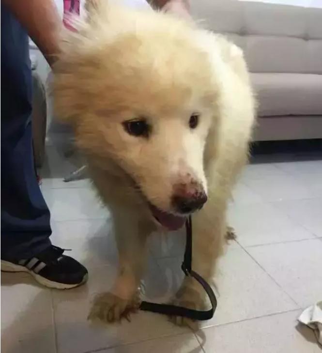 萨摩耶狗狗找领养,领养狗狗萨摩耶免费