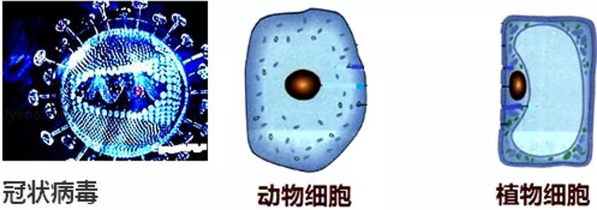 妈妈再也不用担心新冠病毒影响我的学习了