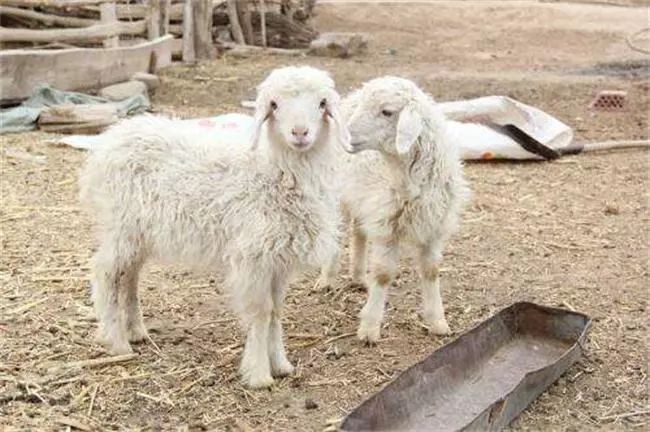 养羊的羊病大全,农村养羊的疾病防控
