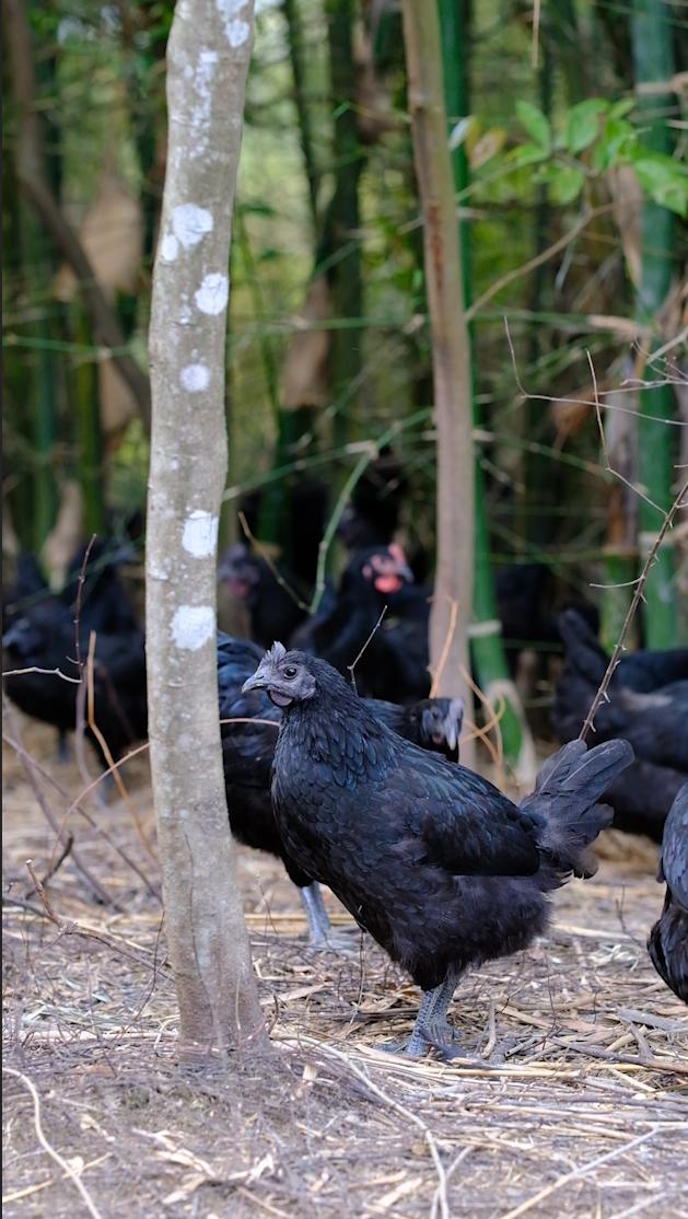 全身灰黑的鸟像鸡一样大不会飞,全身都是黑色的鸡