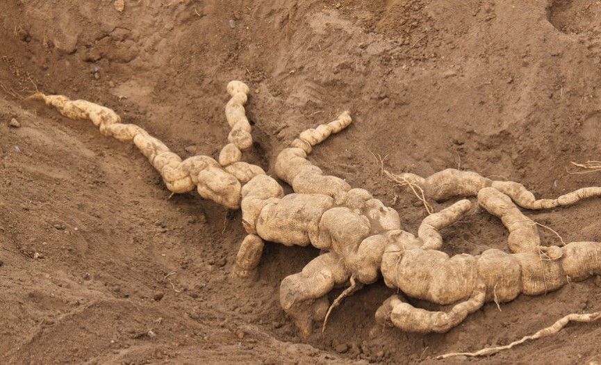 中药古今研究紫荆皮,中药古今研究姜黄