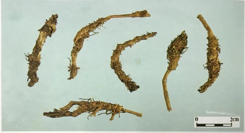 苦到极致的黄连,苦黄连的药用价值