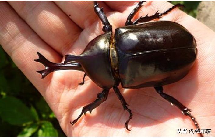 农村人小时候玩过的玩具,农村人以前的玩具