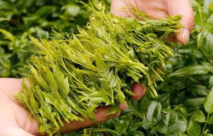 张家界莓茶高山养生茶,莓茶张家界野生特级茶