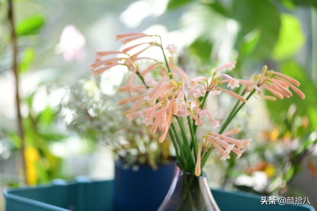 零下9度来袭，花园里的绿色是那么动人|园丁