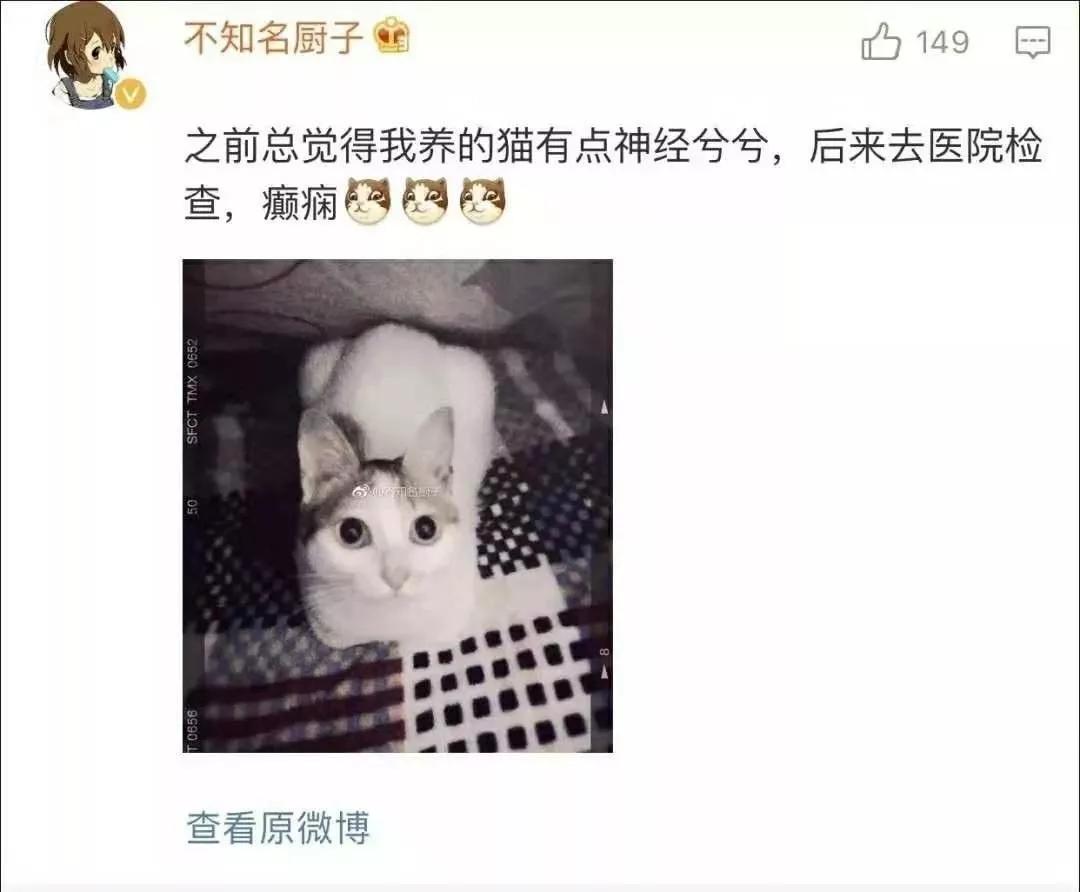 我们家猫真的很弱智怎么办,猫为什么又蠢又自以为是