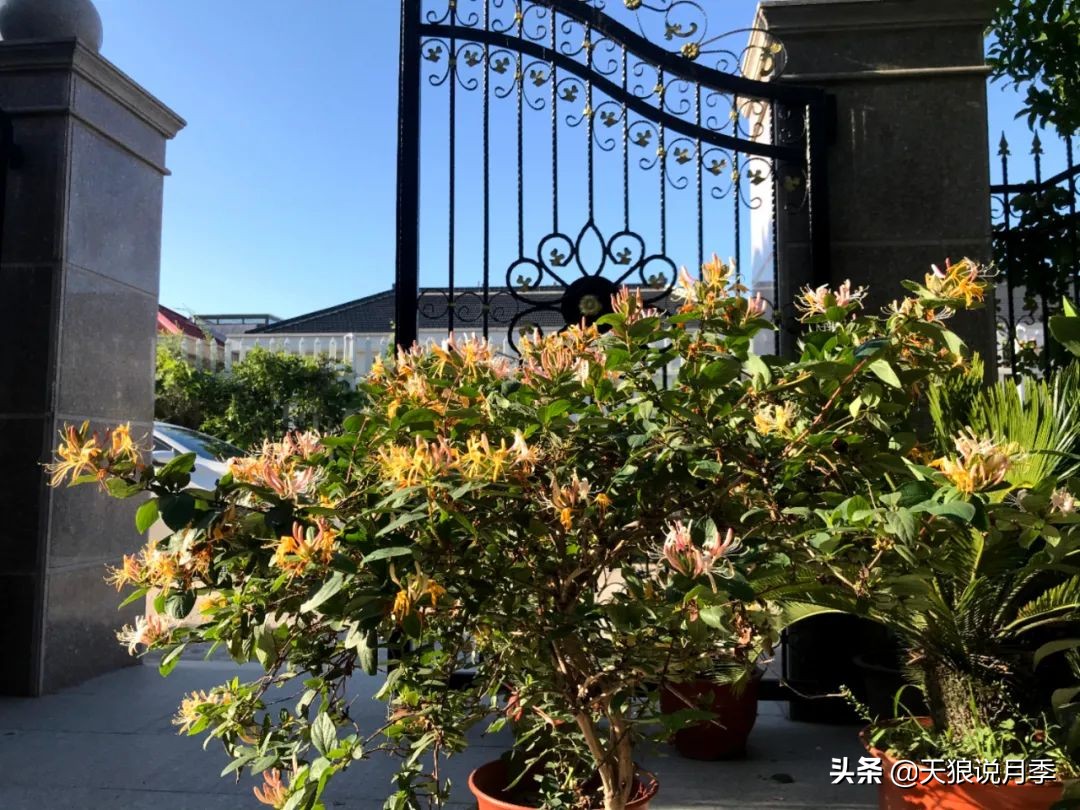 不用再羡慕别人家的院子,庭院养护全攻略