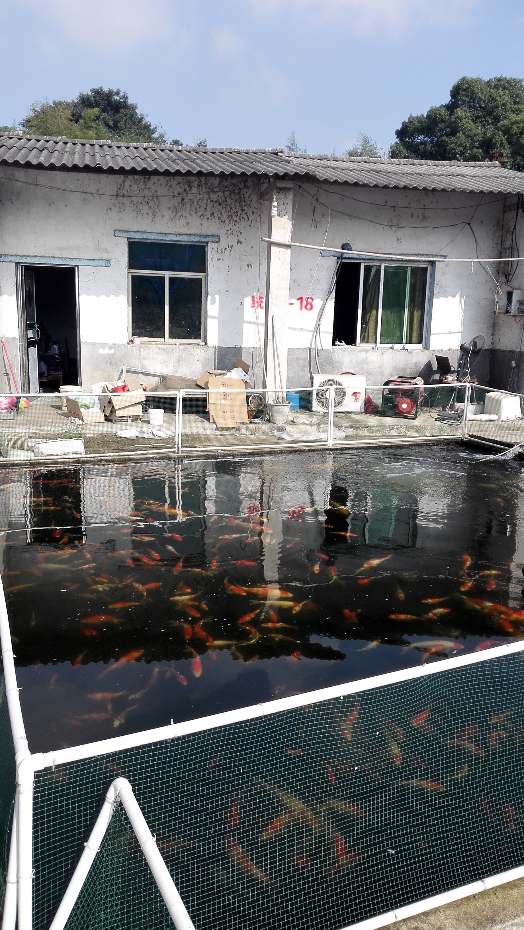 湖南最好的锦鲤养殖基地,湘潭锦鲤养殖