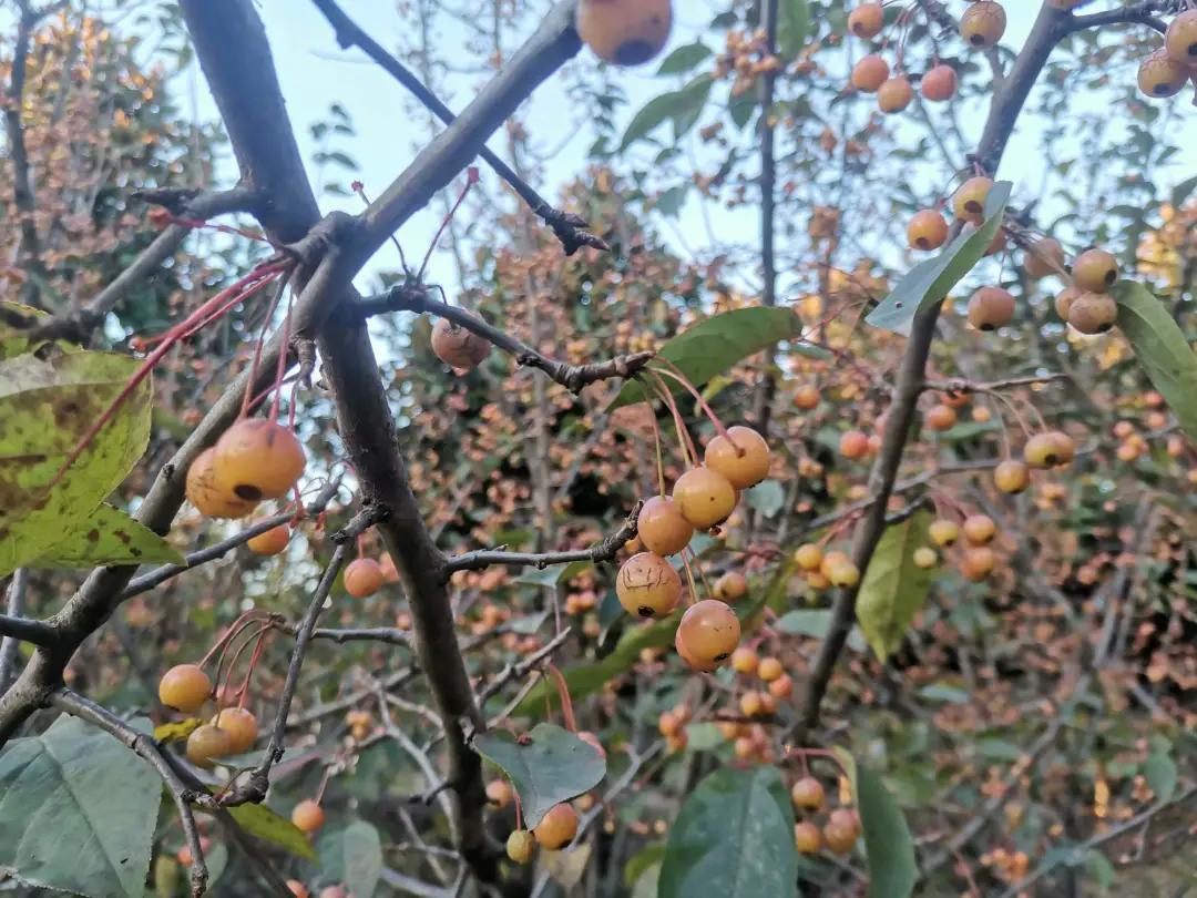 深秋的公园是什么样子的,南阳梅城公园梅花