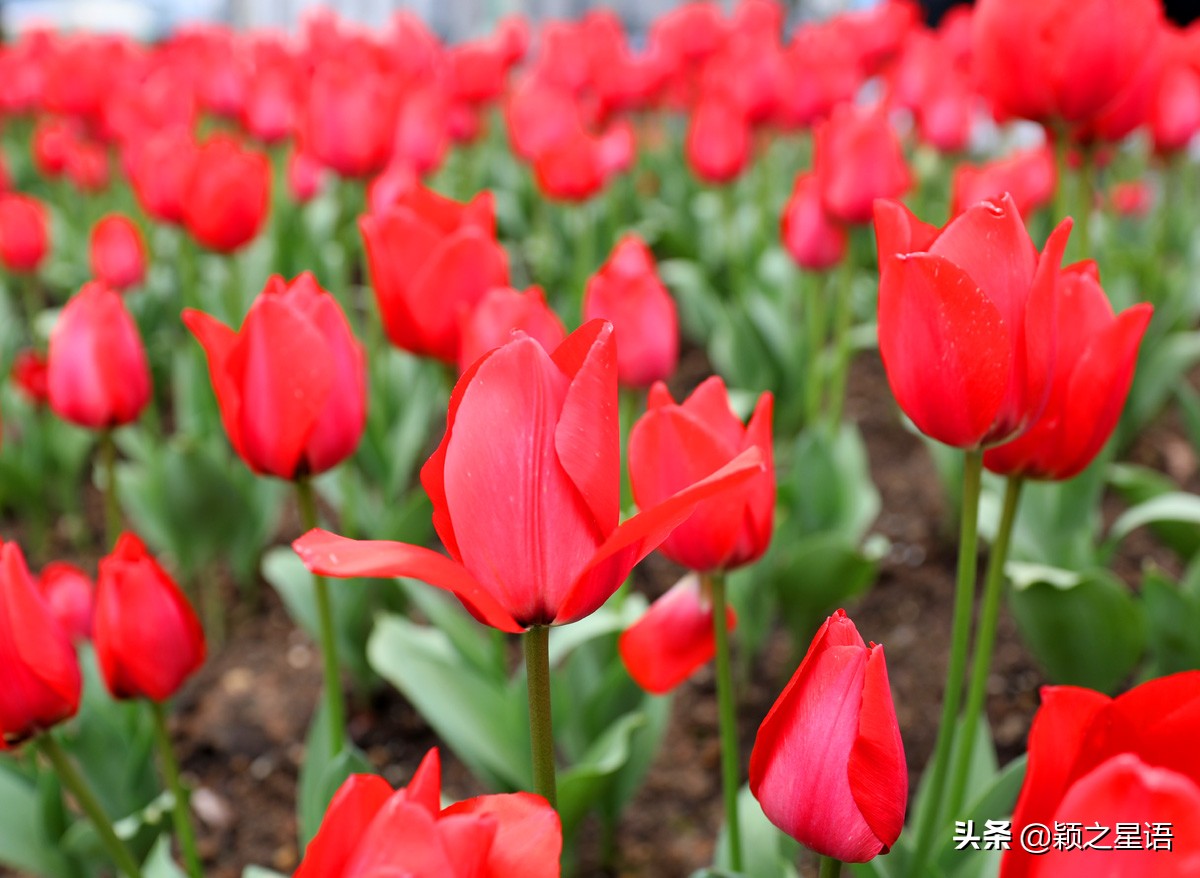 宁波最大的郁金香基地,宁波郁金香在什么地方