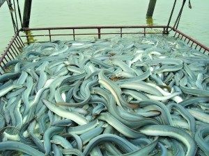 长春网友：它一生产一次卵，在日本被誉为水中人参，卖到300一斤