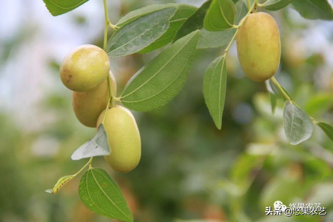 如何选择适合的果树品种,果树栽培品种的选择